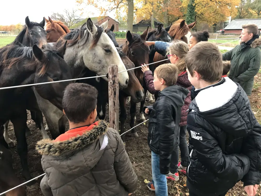 Paarden voeren